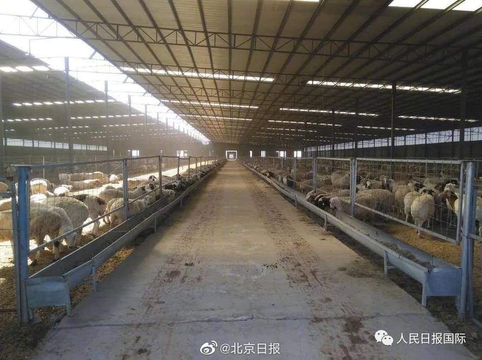 911柚子猫cos小僵尸