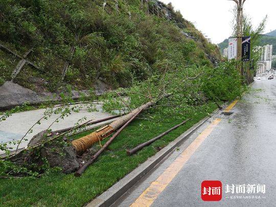 三上悠亚和波多野结衣的背景故事
