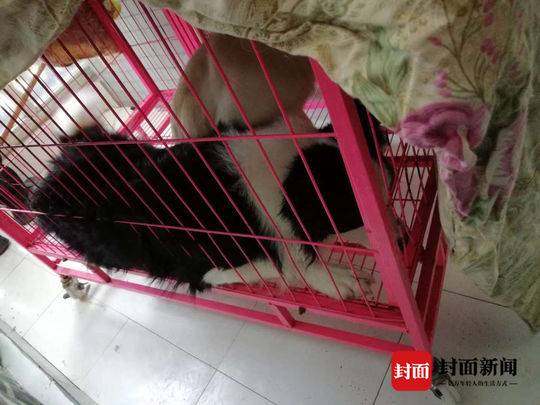 免费 成人 纲