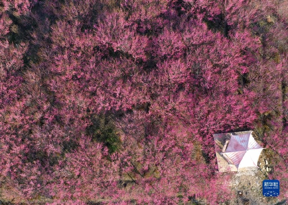 黄色视频片高清