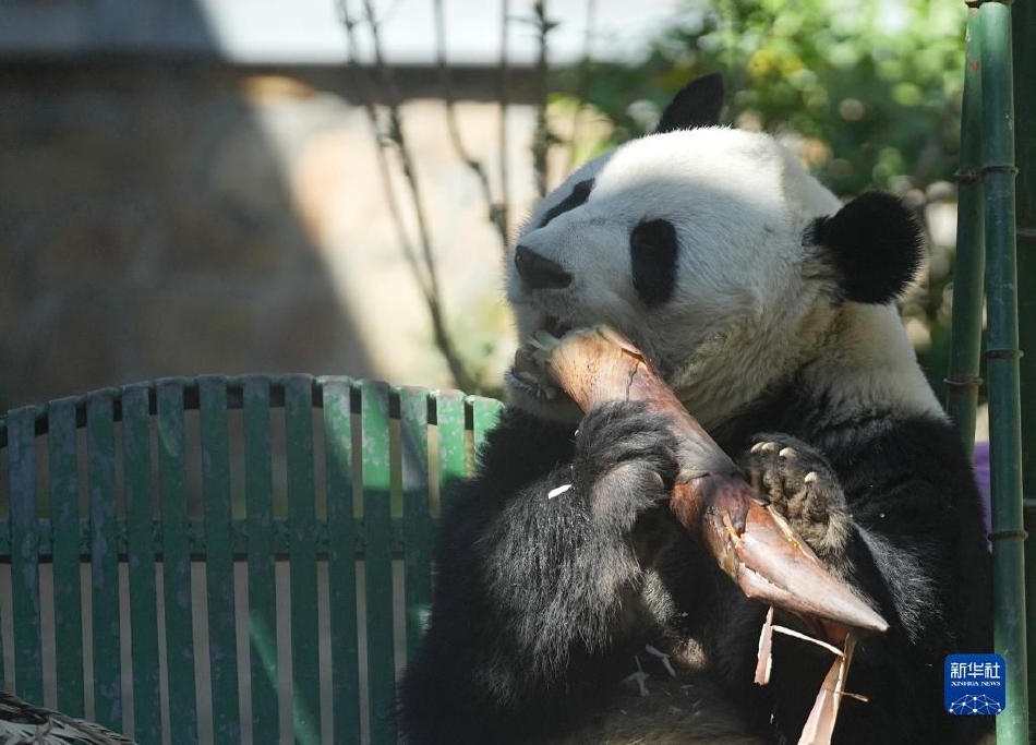 精品无码视频