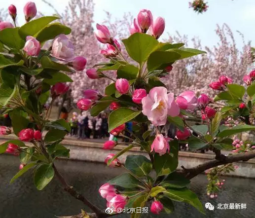 彩虹直播