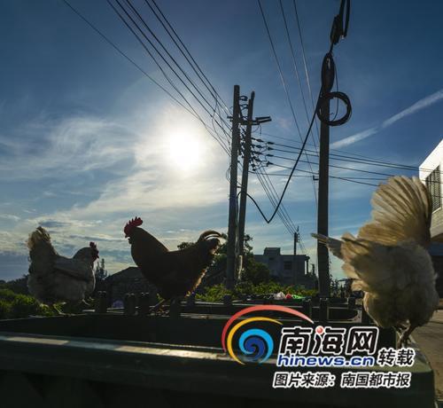 一元免费黄片