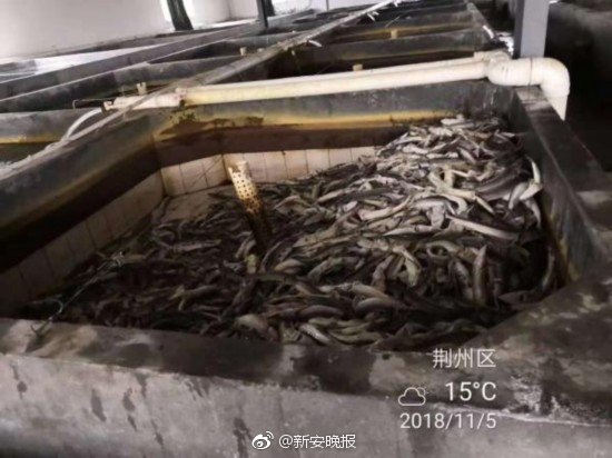 黄色短视频那里有