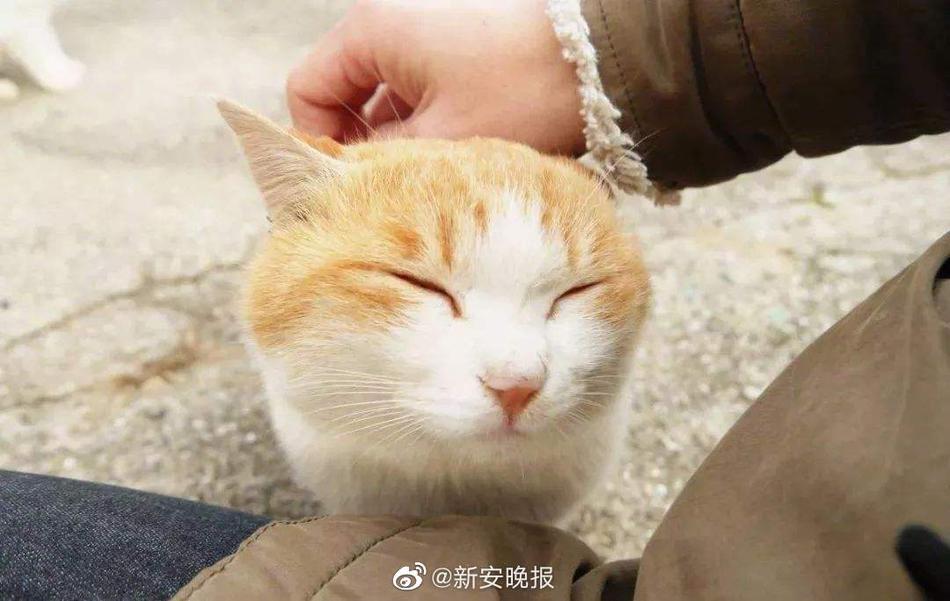欧美性爱淫秽网站
