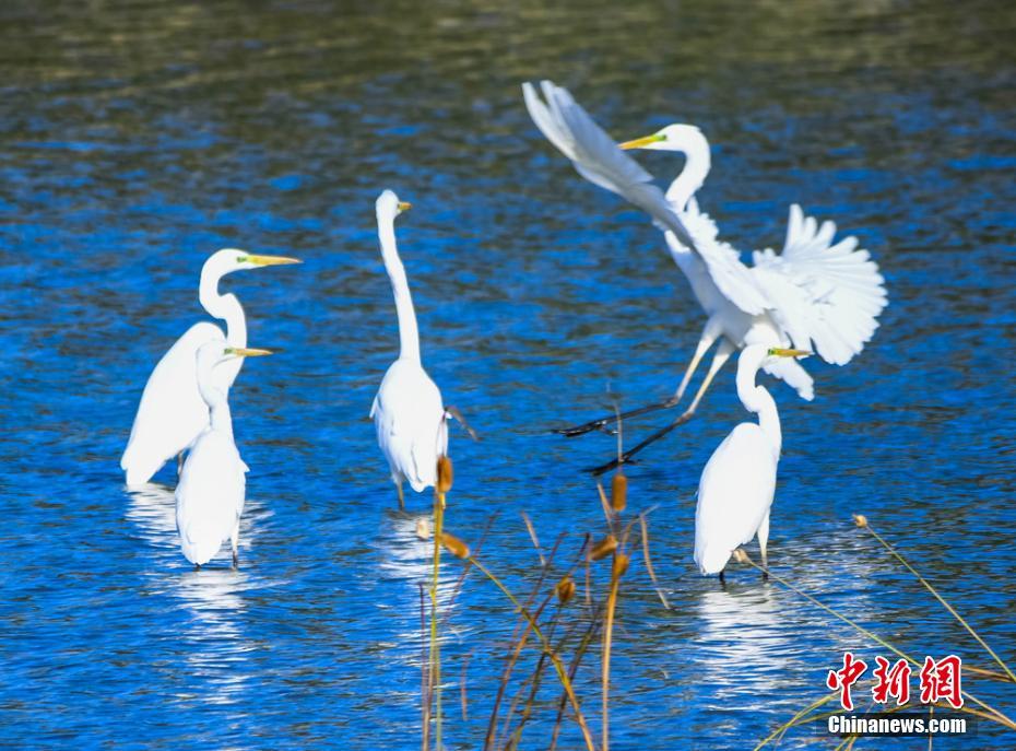 莫綺雯