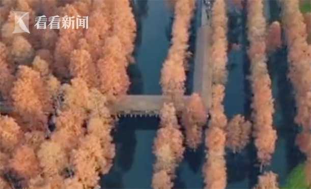 毛片一级片