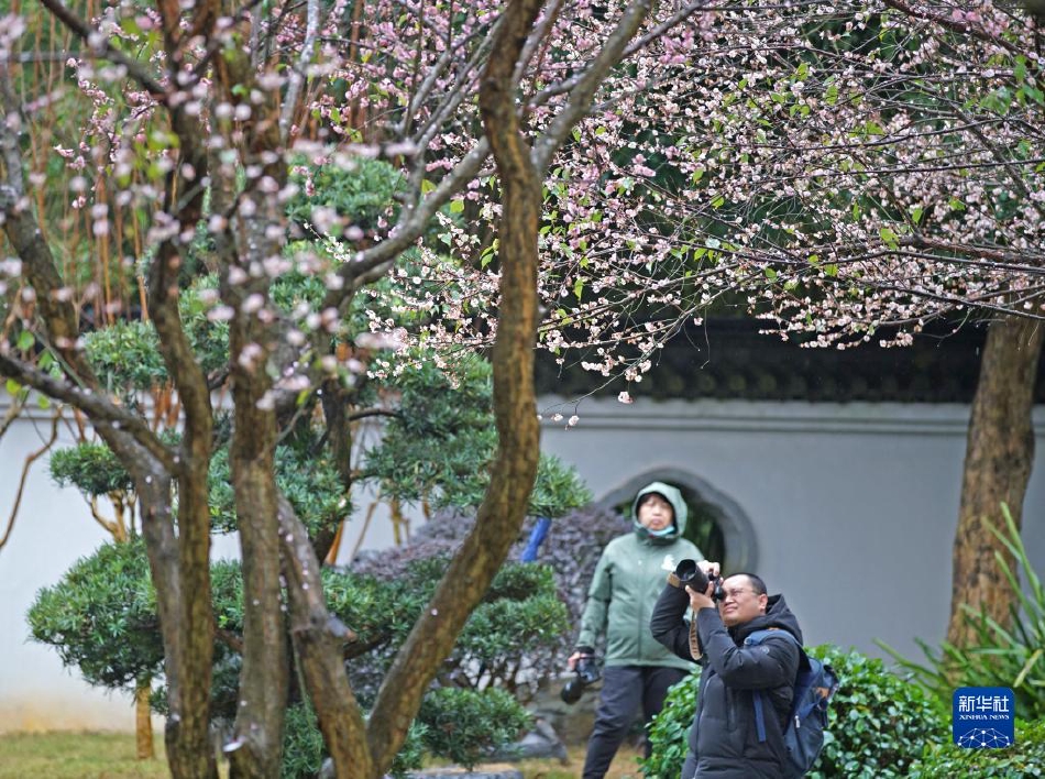 冰块加棉花等于牛奶(黄)