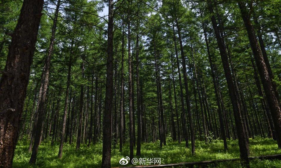 黄色网站免费网址