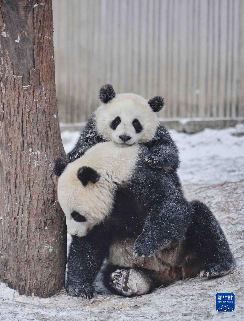无颜之月被吸乳被 动漫软件