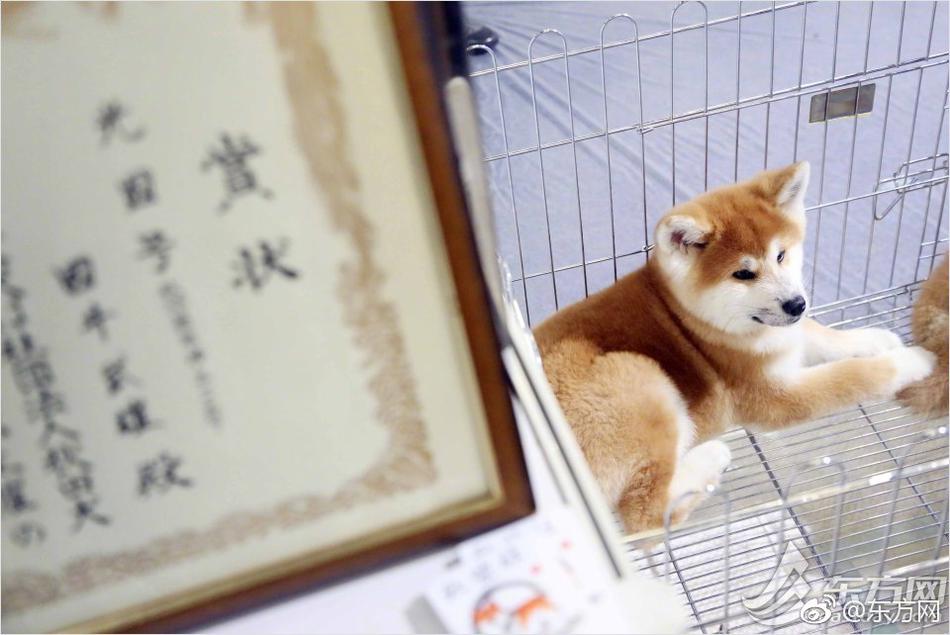 夫。夫妻Av三级片