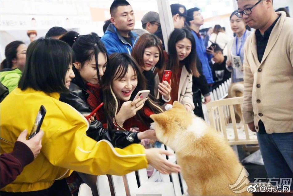 黄色视频的网址