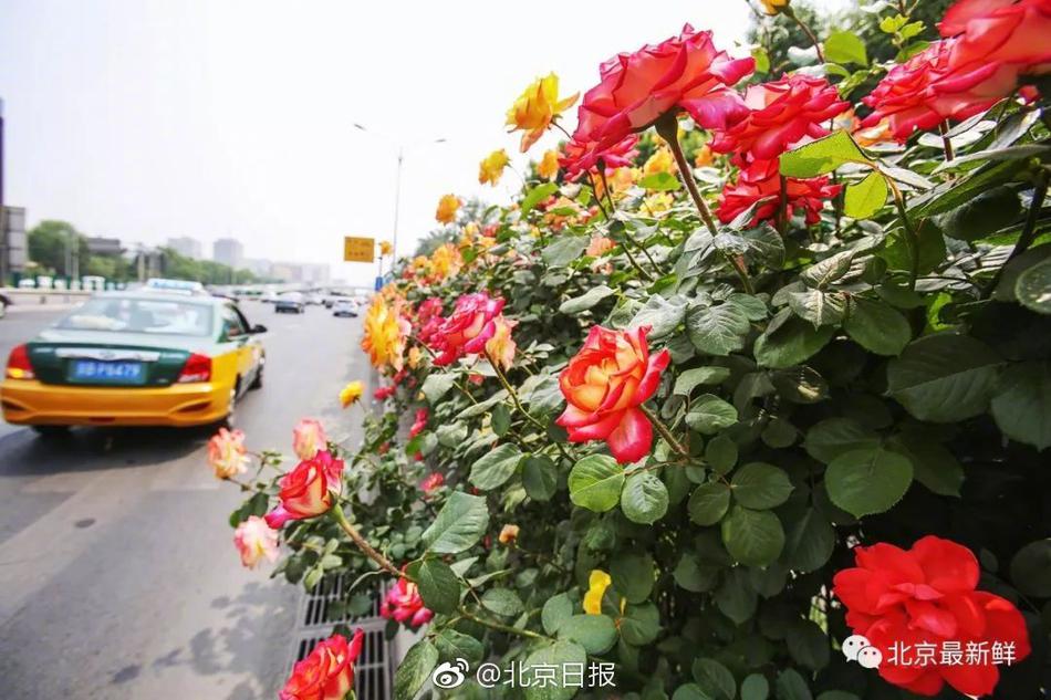 黄色网址在线观看