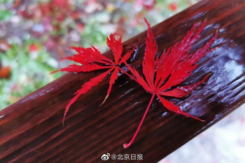 国精产品999永久麻豆的特点