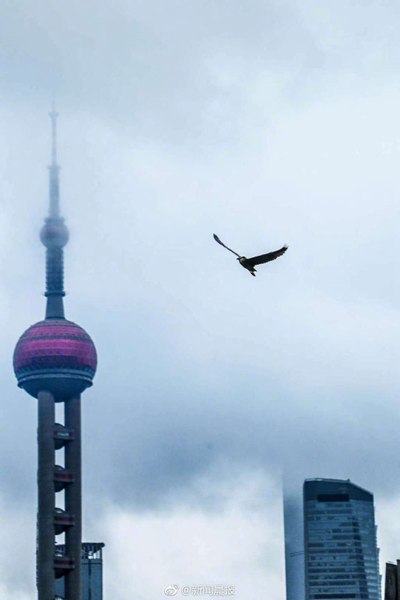 樱桃免费视频