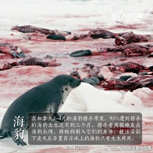 免费看成人A片无码的直播APP