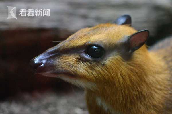 苍井そら无码Av一区