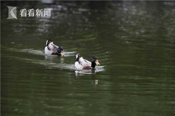 黄色网站免费观看下载