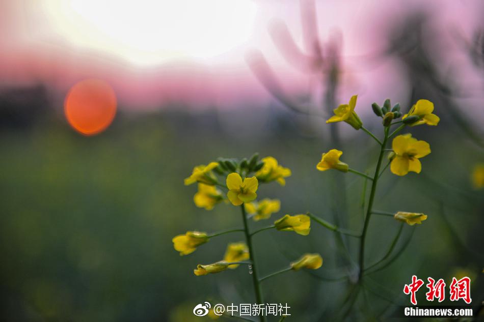 一级黄色片网站