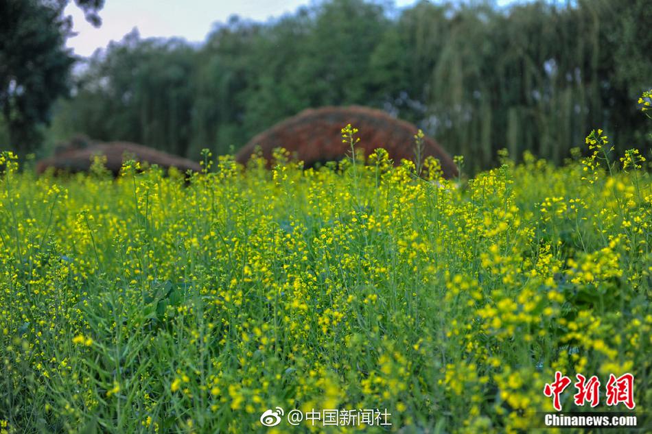 櫻樹露依