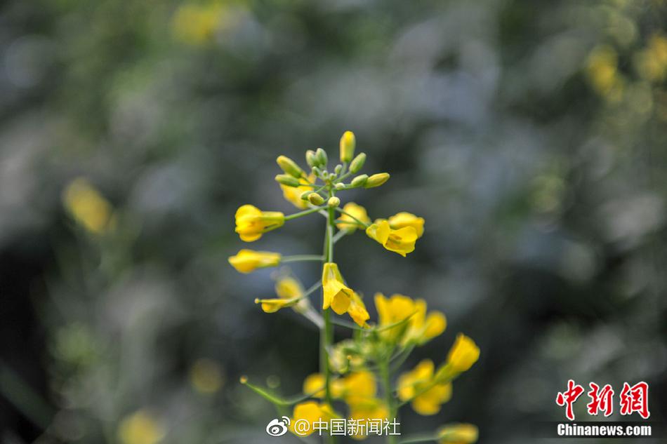 免费的一级黄片