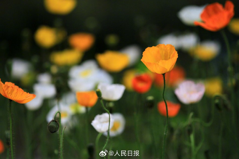 超 清 成人 电影