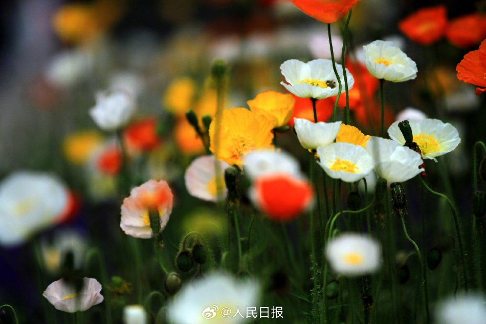 色情 性愛 視頻