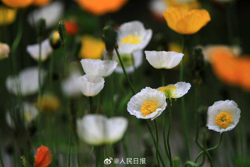丰满的丝袜熟女Hd69