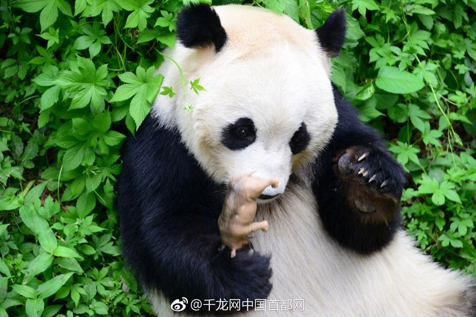 闹洞房