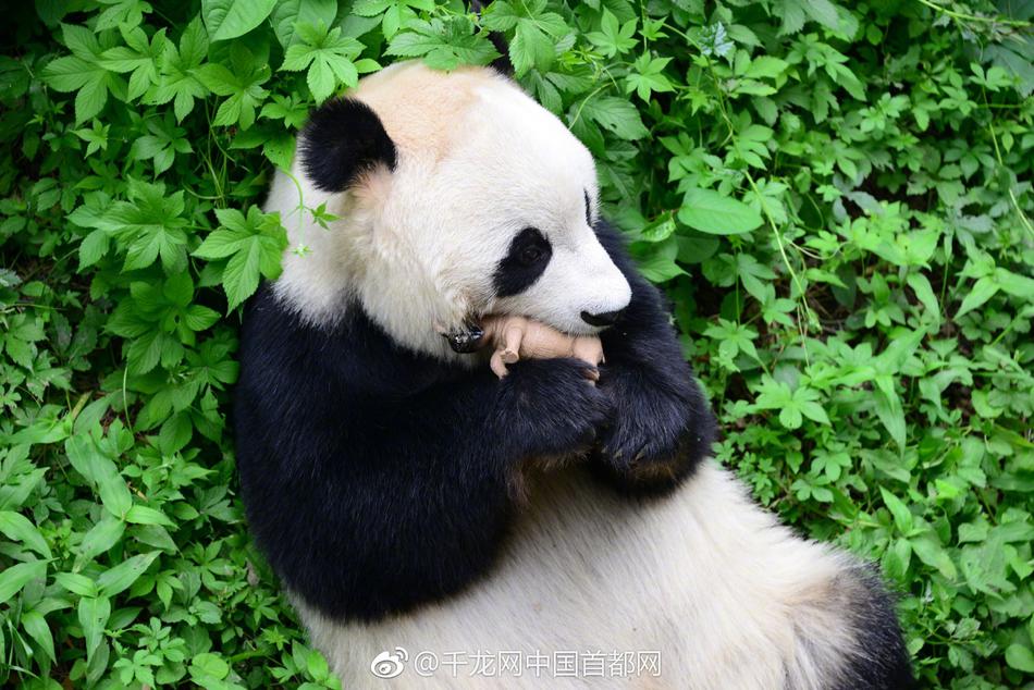 黄色亚洲