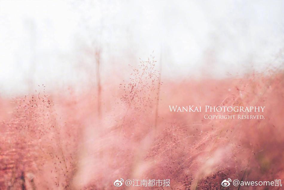 偷拍张柏芝陰毛