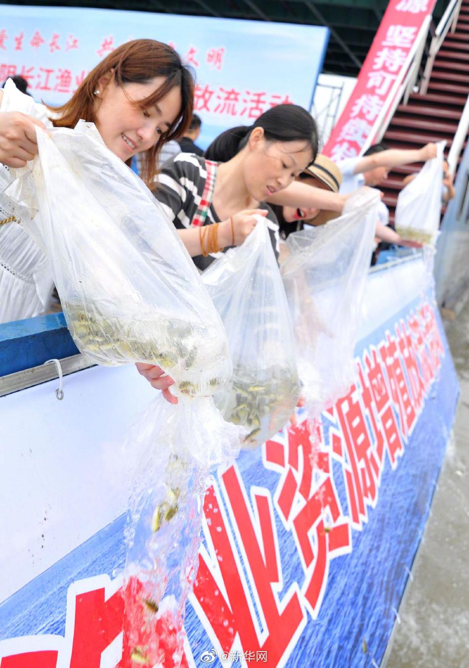 草莓视频导航