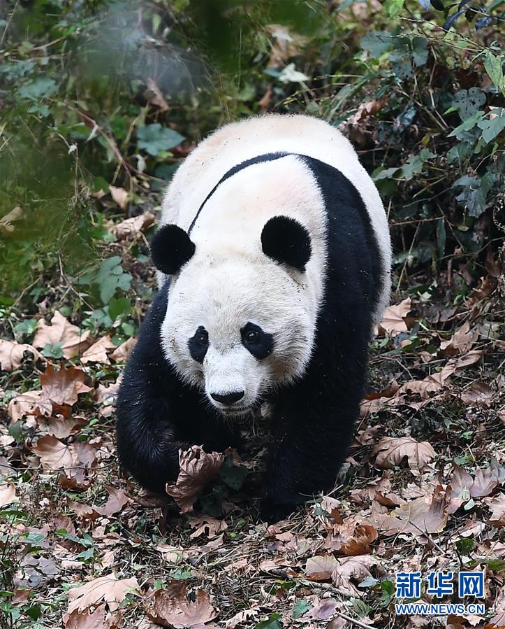 离别独行侠！卡莱尔宣告辞去主教练职务