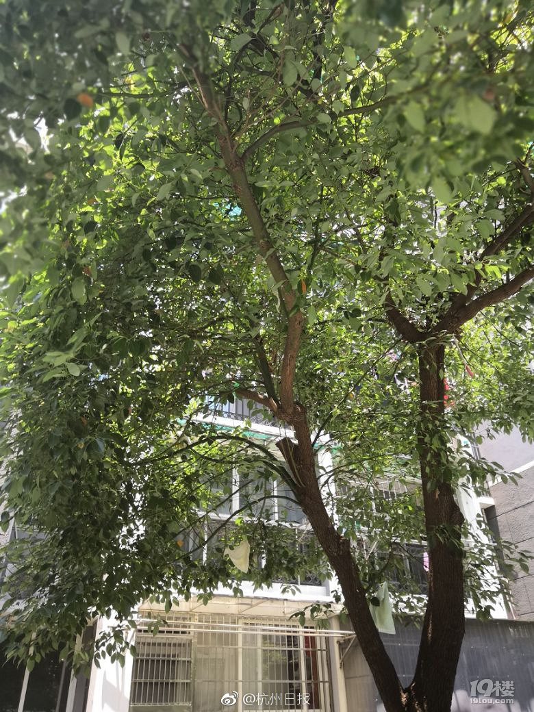 GOGO大胆大尺寸大尺度