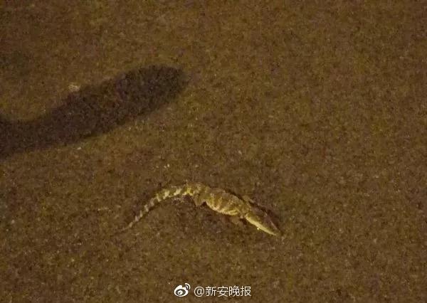 黄色 电影 免费 观看