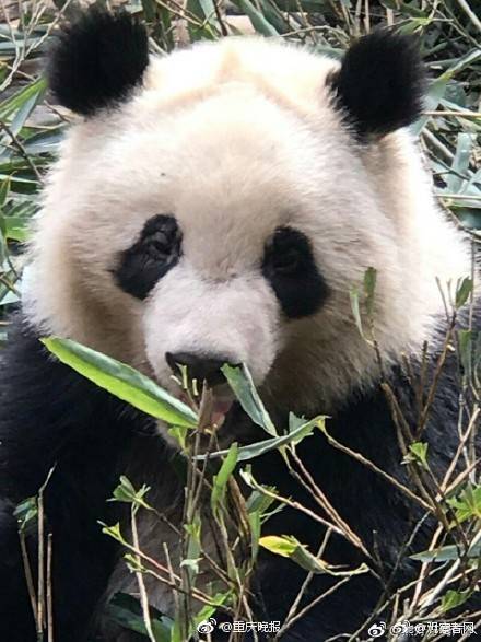 欧美二人Xxxx毛都没长齐