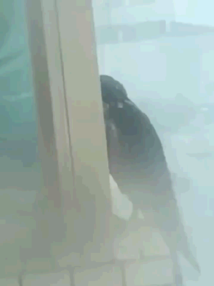 欧洲人姐弟乱伦