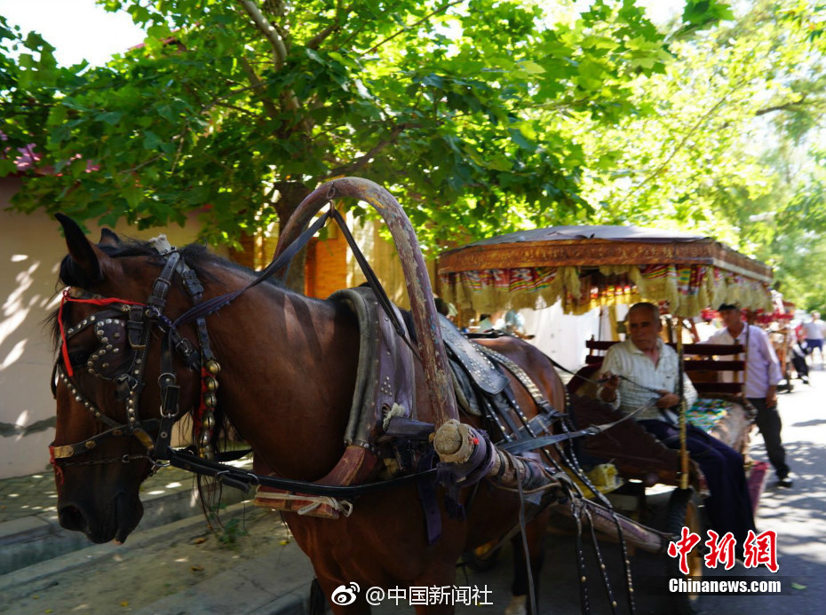 欧美视频成年人