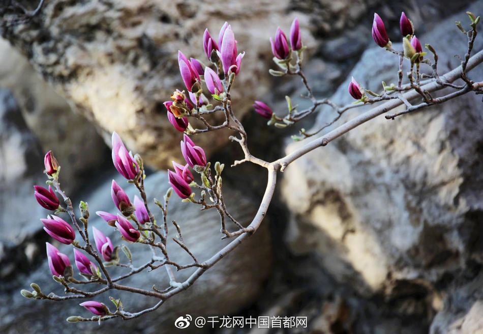 女明星们的黄色录像