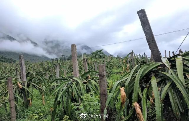 国产人成免费视频