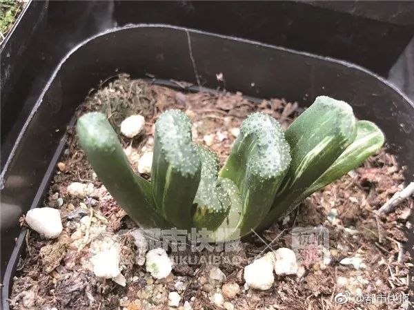 永野一夏