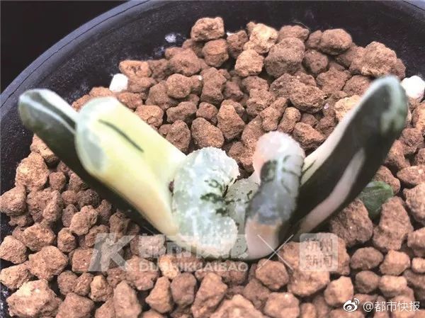 中國演員
