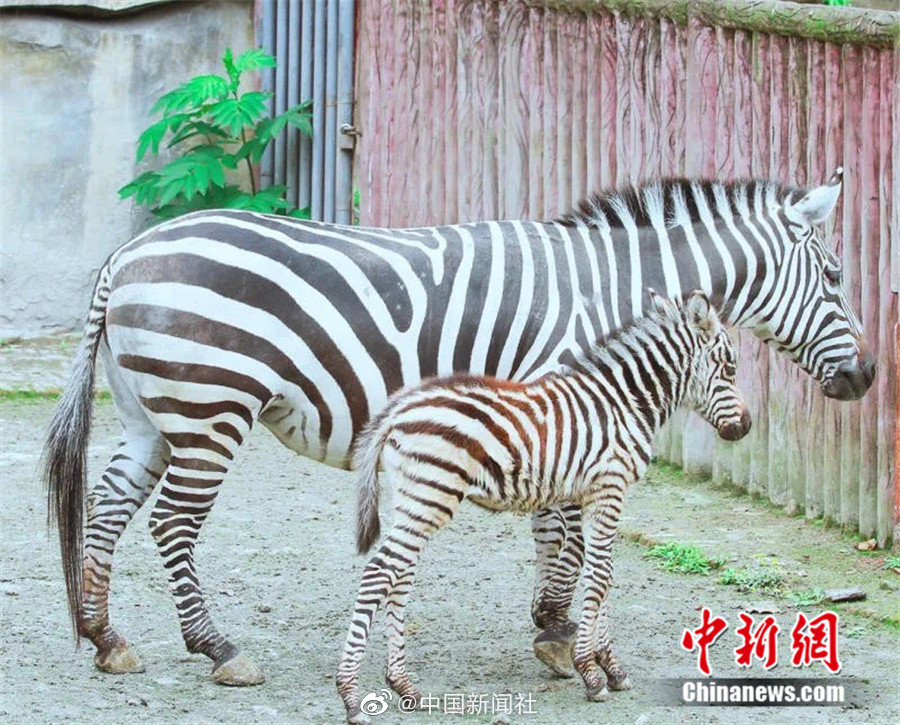 欧美自慰Hd