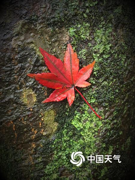舒淇三点尽露不打码