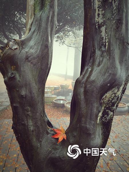 老公部长的关心天海翼