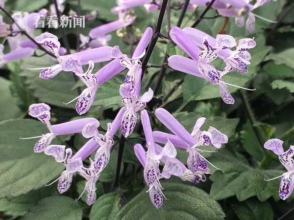 大奶激凸