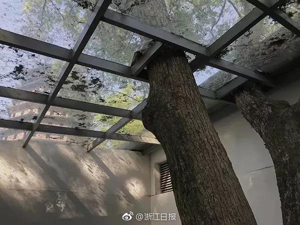 香蕉视频
