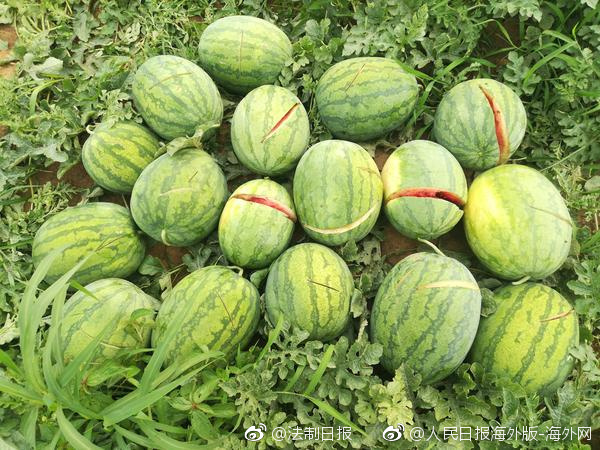 这里只有精品视频