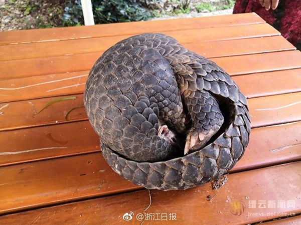 鲁大师在线观看免费下载电视剧