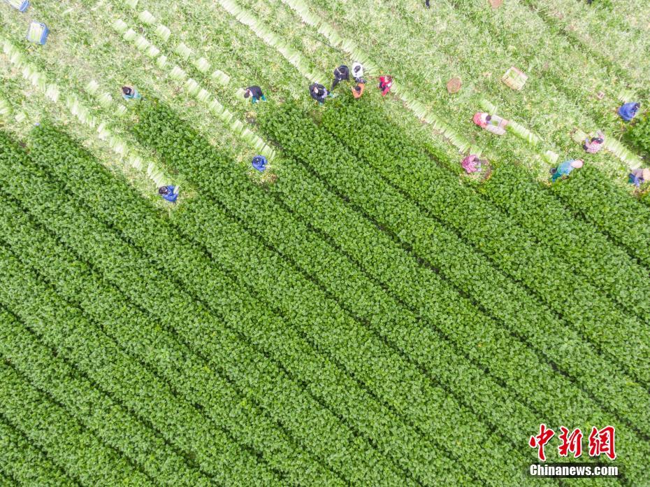 国内黄色免費的视頻看看